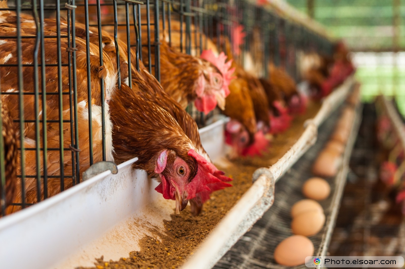 Hundreds-of-chicken-eggs