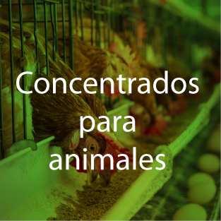 alimento