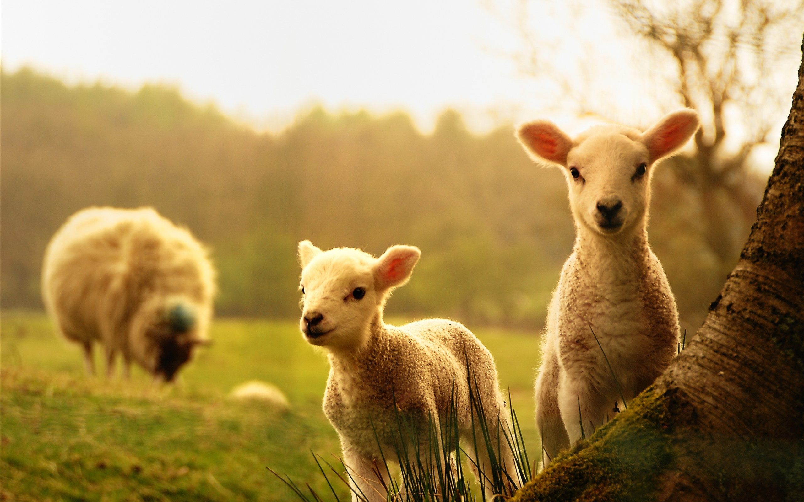 spring-lamb-cute-sheep-wallpaper